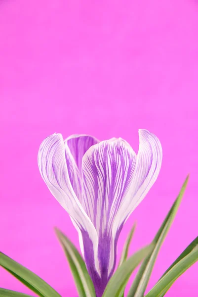 Spring crocus flower against lilac background — Stock Photo, Image