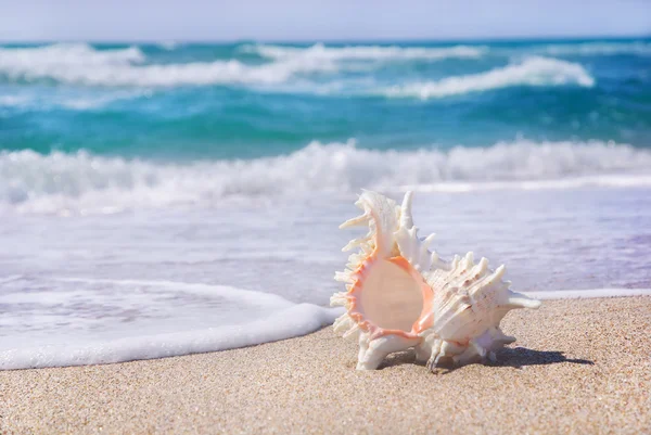 Fondo marino con concha marina en la playa de arena tropical contra —  Fotos de Stock