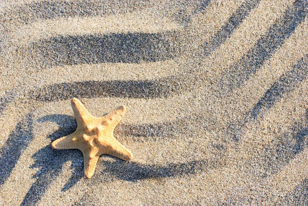 Zee-ster liggen op golfde zand strand — Stockfoto