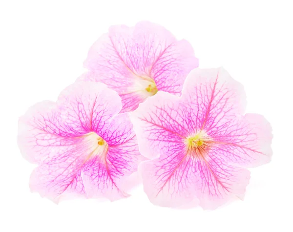 Rosy petunia flowers isolated on white — Stock Photo, Image