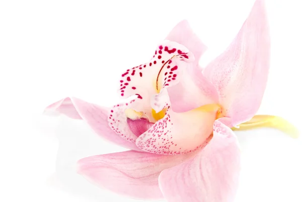 白い背景で隔離バラ色の蘭 — ストック写真