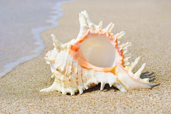 Gran concha de mar en la playa de arena en salpicaduras de olas — Foto de Stock