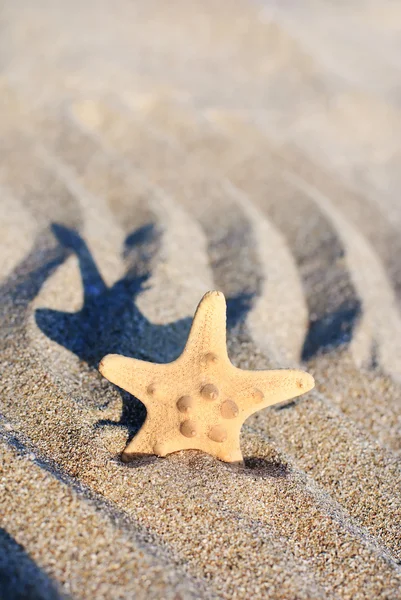 Estrella del mar en la playa de arena ondulada —  Fotos de Stock