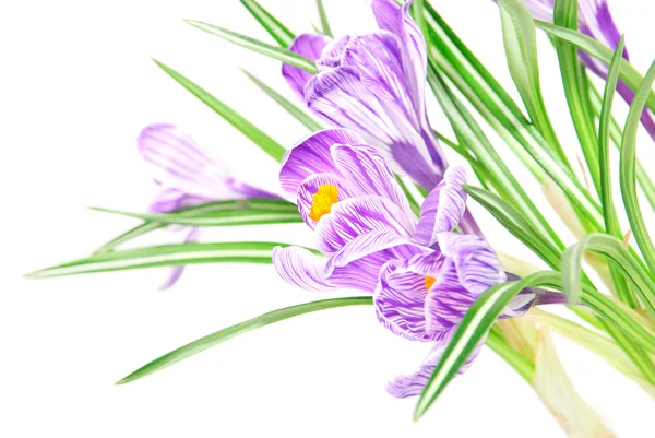 Primavera flores de croco no fundo branco — Fotografia de Stock