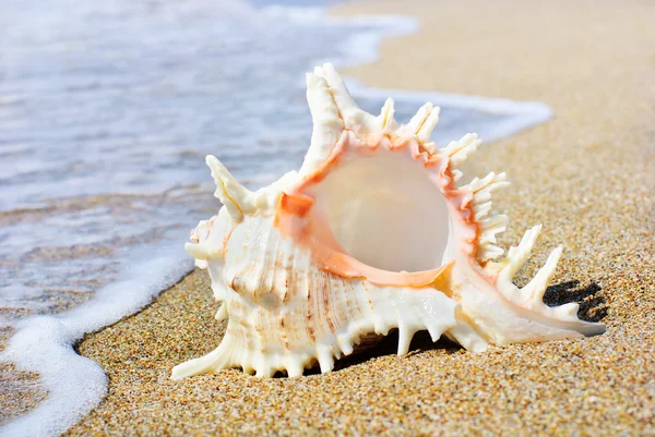 Duże muszla na piaszczystej plaży w fali plamy — Zdjęcie stockowe