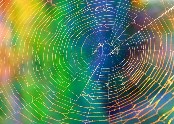 Spider web (spinnenweb) achtergrond — Stockfoto