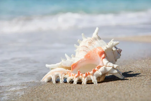 Gran concha de mar en la playa de arena en salpicaduras de olas —  Fotos de Stock