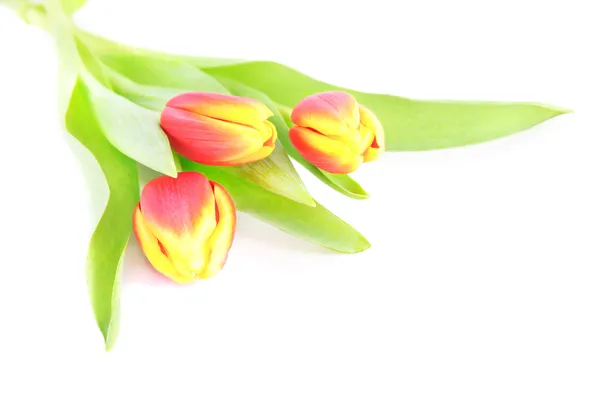 Tři červený Tulipán květy izolovaných na bílém pozadí — Stock fotografie