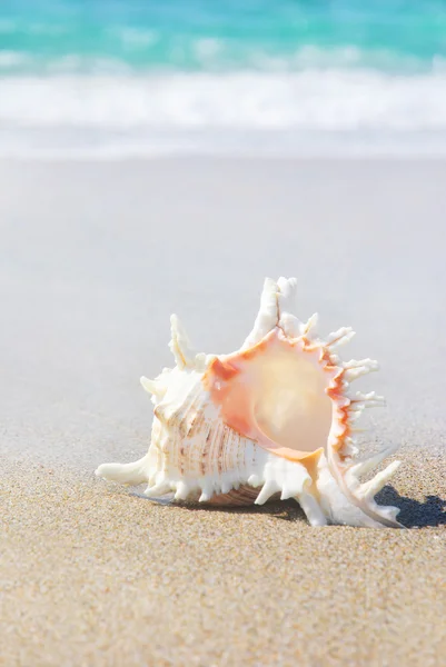 Seashell on sandy beach against waves Stock Picture