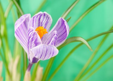 güzel Çiğdem çiçek yaprakları