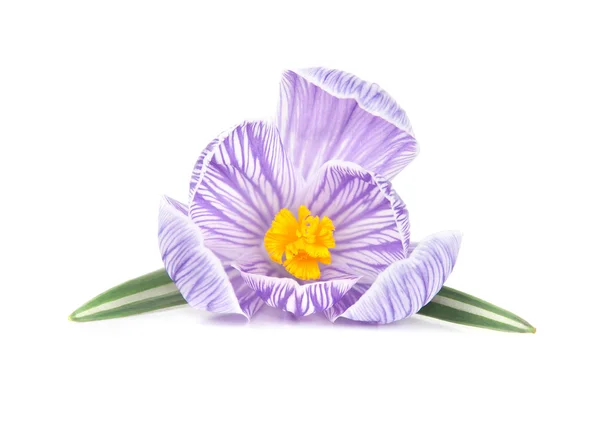흰색 배경에 고립 봄 크 로커 스 꽃 — 스톡 사진