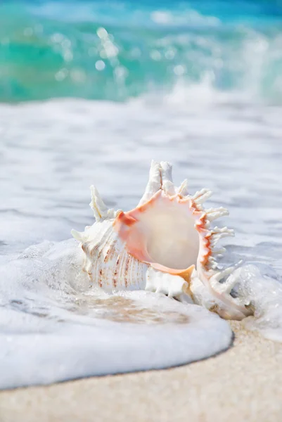 Coquillage sur la plage de sable fin dans les vagues — Photo