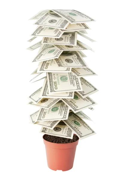 Деньги дерево долларов изолированы на белом фоне — стоковое фото