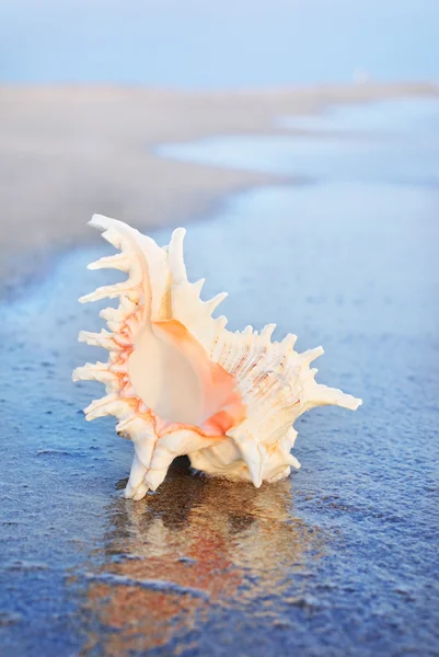 Concha marina en la playa de arena en olas — Foto de Stock