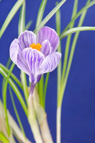 Krokus kwiat na niebieskim tle — Zdjęcie stockowe