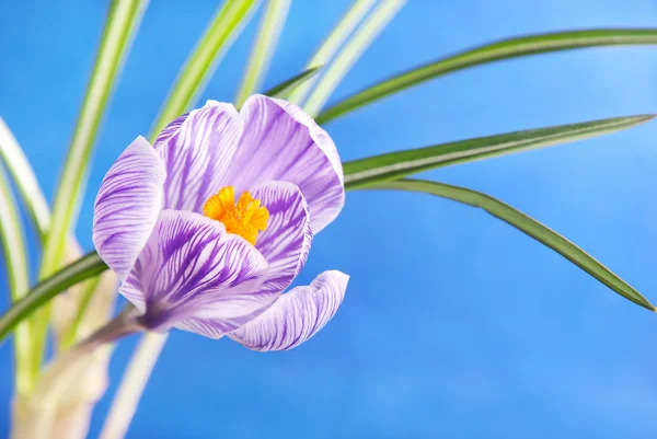 Spring crocus flower against blue sky — Stock Photo, Image