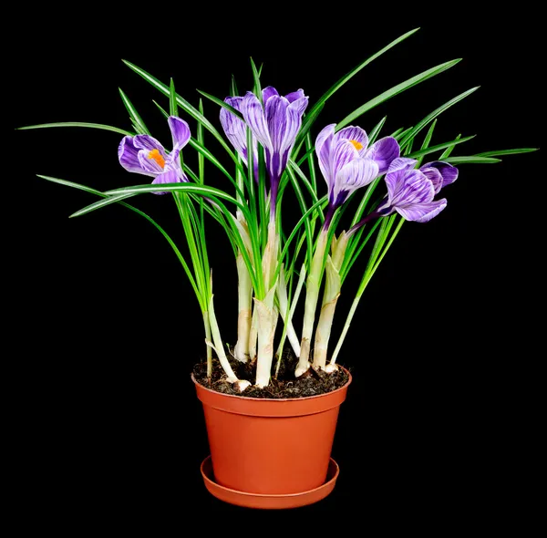 Crocus Lentebloemen op zwarte achtergrond — Stockfoto