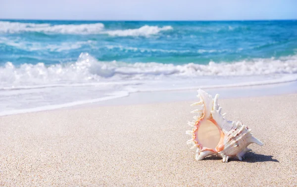 Gran concha de mar en la playa de arena en salpicaduras de olas —  Fotos de Stock