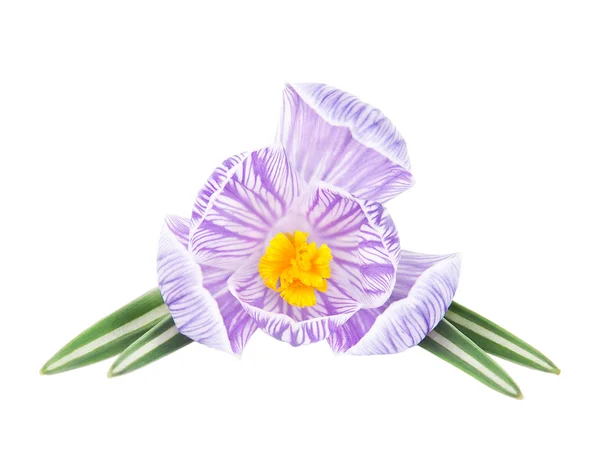 Spring crocus flower isolated on white background — Stock Photo, Image