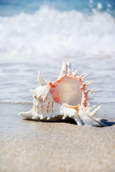 Seashell on sandy beach in waves — Stock Photo, Image