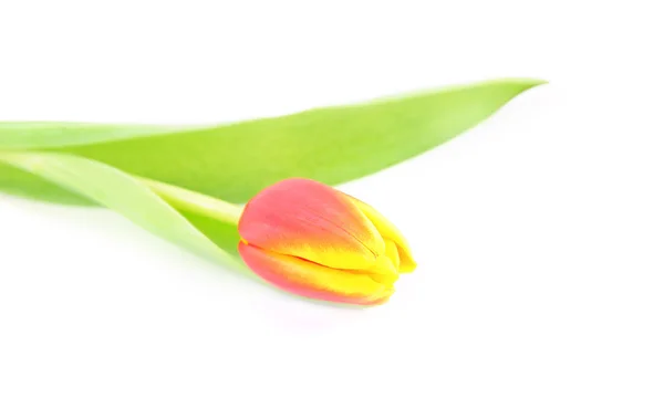 Jeden Tulipán izolovaných na bílém pozadí — Stock fotografie