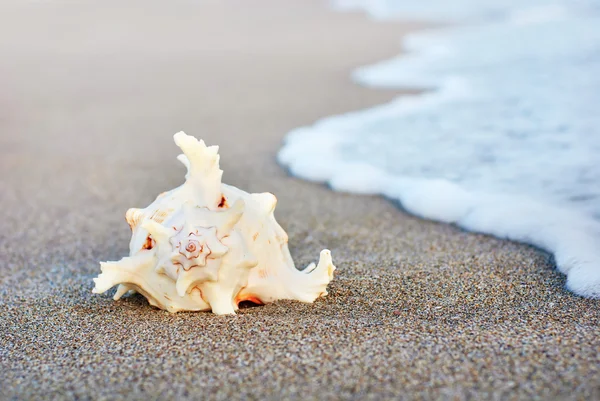 Big seashell on sandy beach in wave splashes — Stock Photo, Image