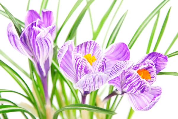 Flores de cocodrilo de primavera sobre fondo blanco — Foto de Stock