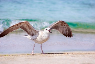 Sahilde deniz martı