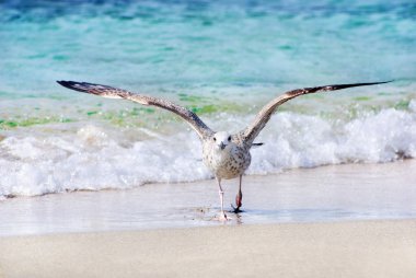 Sahilde deniz martı