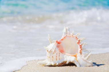 Dalga sıçramalarına kumlu plajda büyük deniz kabuğu