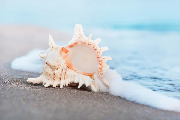 Velké mušle na písečné pláži v vlně šplouchání — Stock fotografie