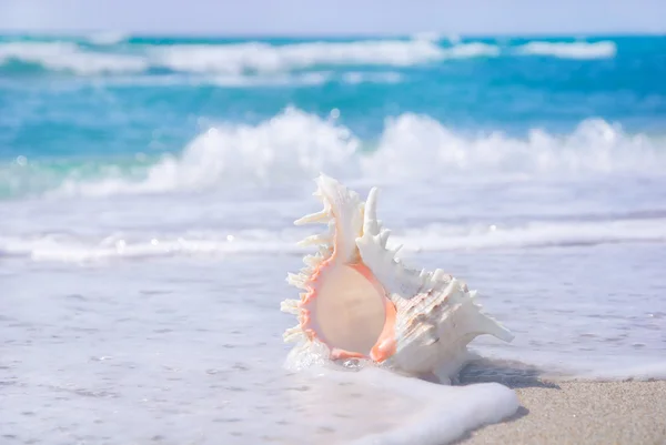 Gran concha de mar en la playa de arena en salpicaduras de olas — Foto de Stock