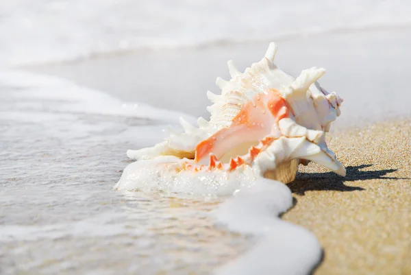 Conchiglia grande su spiaggia sabbiosa in spruzzi d'onda — Foto Stock