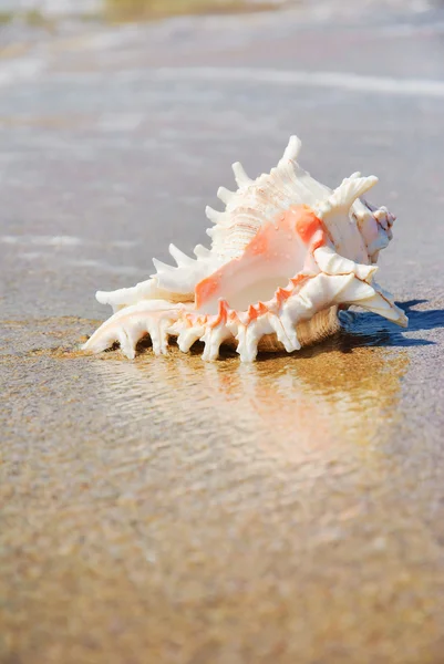 Conchiglia grande su spiaggia sabbiosa in spruzzi d'onda — Foto Stock