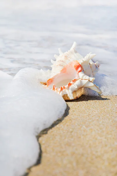 Conchiglia grande su spiaggia sabbiosa in spruzzi d'onda — Foto Stock