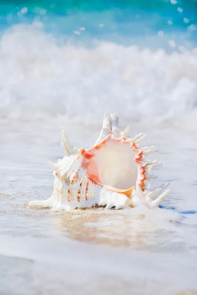 Big seashell on sandy beach in wave splashes — Stock Photo, Image