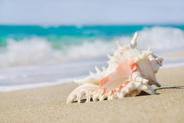 Stor snäcka på sandstrand i våg stänk — Stockfoto