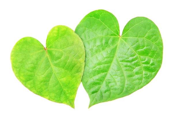 Dos hojas en forma de corazones aislados sobre fondo blanco —  Fotos de Stock