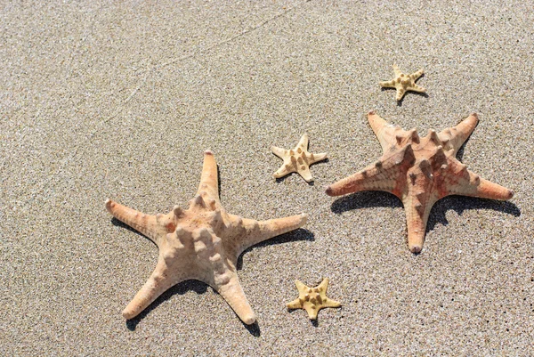 Sea-stars lying on wet sand beach in sea wave — Stock Photo, Image