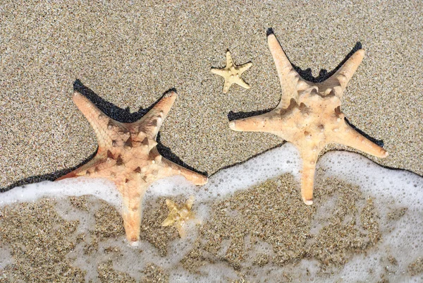 Sea-stars lying on wet sand beach in sea wave — Stock Photo, Image