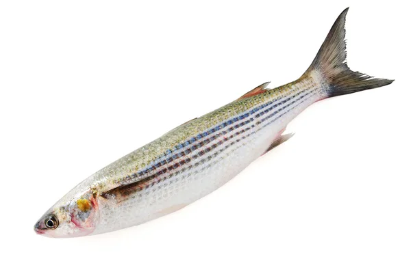 Fresh grey mullet isolated on white Royalty Free Stock Images