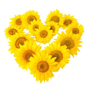 Ayçiçeği üzerinde beyaz izole kalp şeklinde