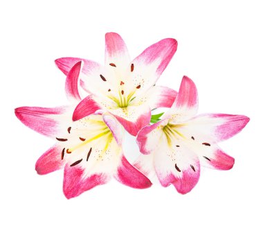 üç güzel pembe lilyum