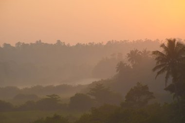 Sunrise yukarıda tropikal palmiye orman ve kalın sabah sis