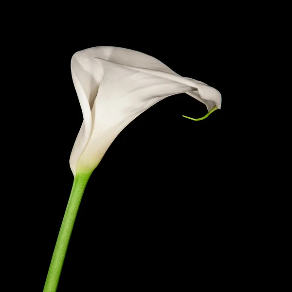 Einzelne Calla-Lilie isoliert auf schwarz — Stockfoto
