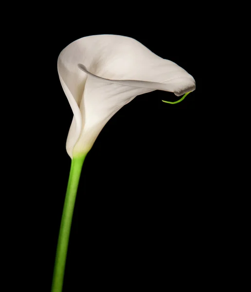 Tek calla lily — Stok fotoğraf