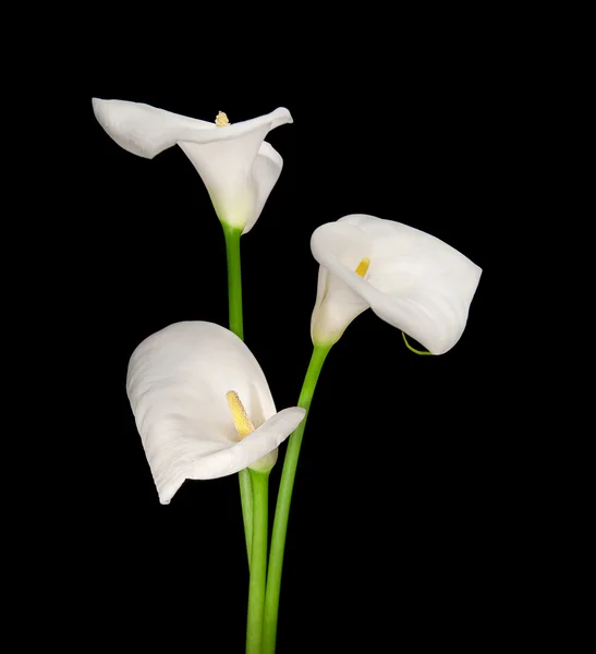 Three white Calla lilies — Stock Photo, Image