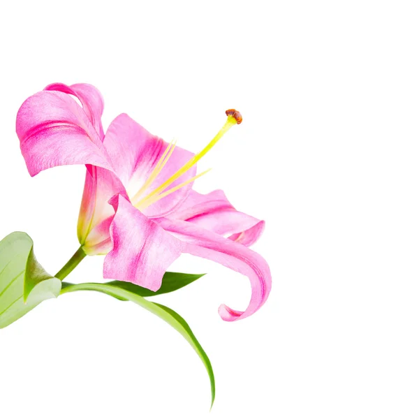 Wunderschöne magenta lilie — Stockfoto