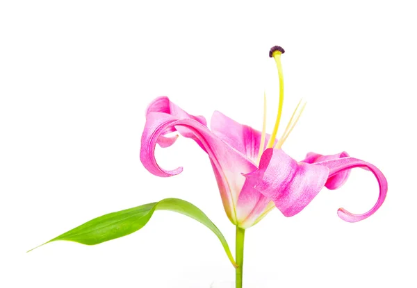 Hermosa magenta Lily — Foto de Stock