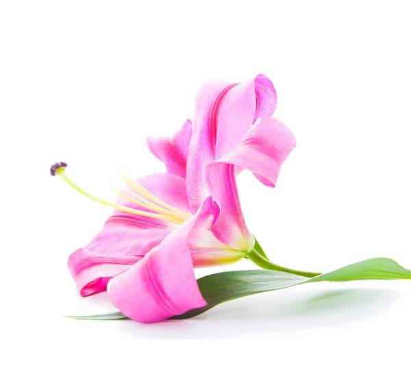 Bella magenta Lily — Foto Stock